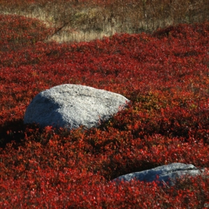 photo, bleuetière d'automne, deux pierres grises dans un champs rouge,gilbert bellefeuille