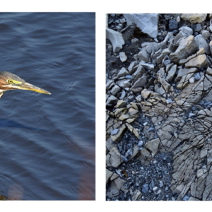 photo, dyptique, oiseau pêcheur à l'affut, Héron-vert, gilbert bellefeuille